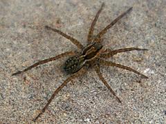 Pirate Wolf Spider